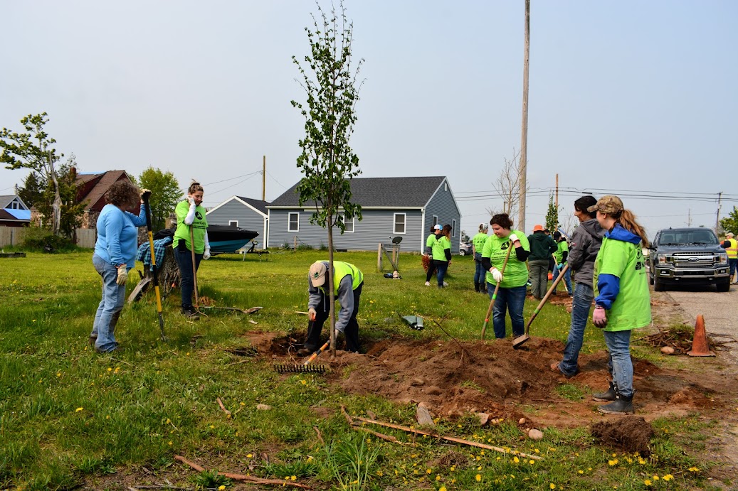 tree planting 5